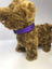 Adjustable buckle pet collar in bright colours for dogs, view 15