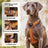 Y shape no pull dog harness in orange with front buckle
