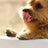 Anti-slip dog paw grip pads pack of four in black, product image 3