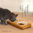 pet ceramic bowl