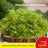 Dried moss used as plant paving in a bonsai pot