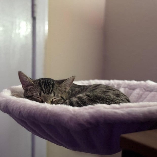 Desk mounted cat hammock with 40cm ring, photo 6 of 16