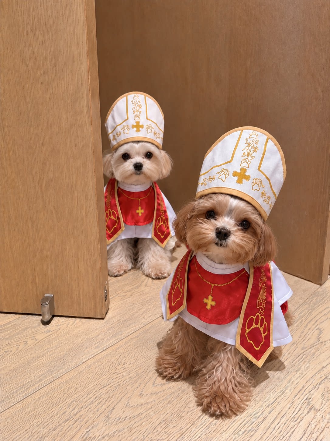 Small dog dressed in a gangster style suit and cape