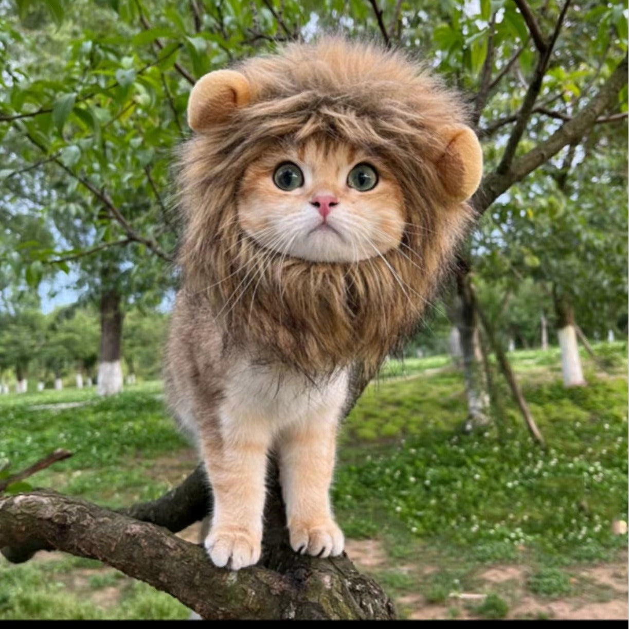 Crochet lion mane hat for dogs and cats, available in 4 styles, image 1