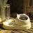 Dual Bowl Pet Feeder with Removable Stainless Steel Inserts and Weighted Anti-Slip Base