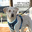Reflective Oxford dog harness, ideal for everyday use