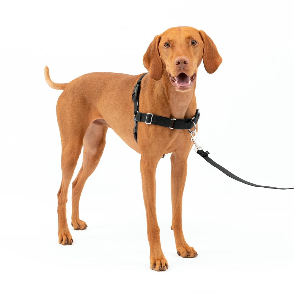 Adjustable no-pull nylon dog harness vest in bright colours, available from Pet Royale UK