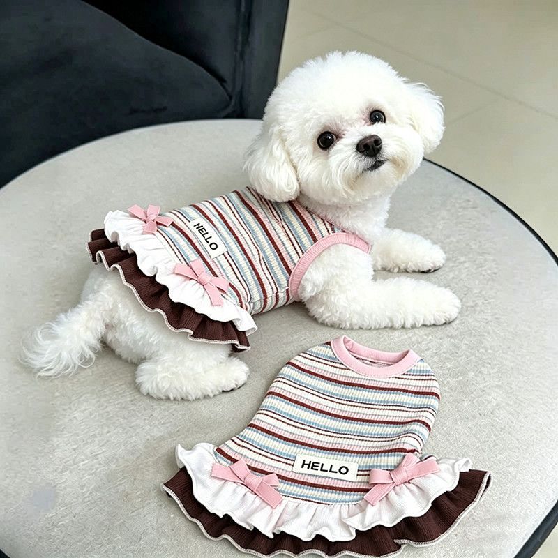 Small dog wearing a bright rainbow striped dress
