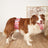 Washable dog diaper pants, available in 19 styles, image 1