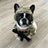 Cartoon soldier dog costume set with hat and matching accessories