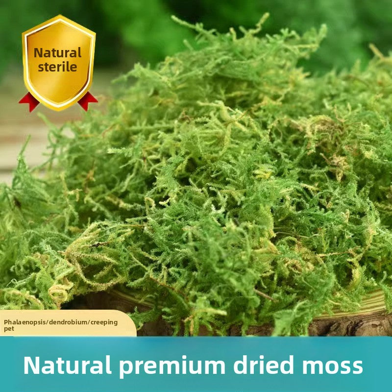 Sphagnum moss pack for lining reptile humid hides