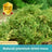 Sphagnum moss pack for lining reptile humid hides