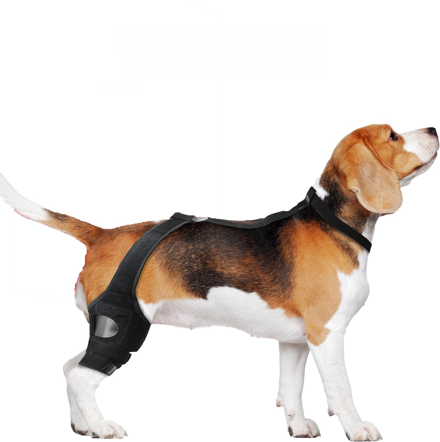 Dog Hind Leg Knee Protector Support Belt
