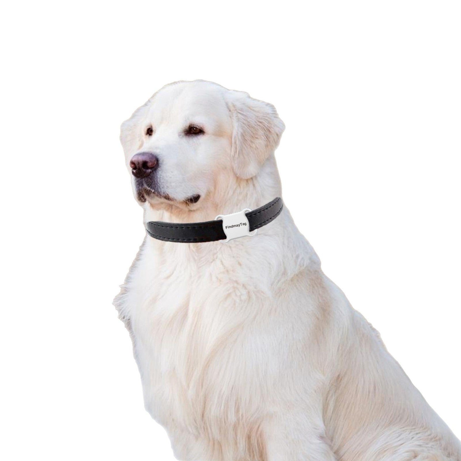 Lightweight pet locator tag for collars in Black with Text, showing size and shape