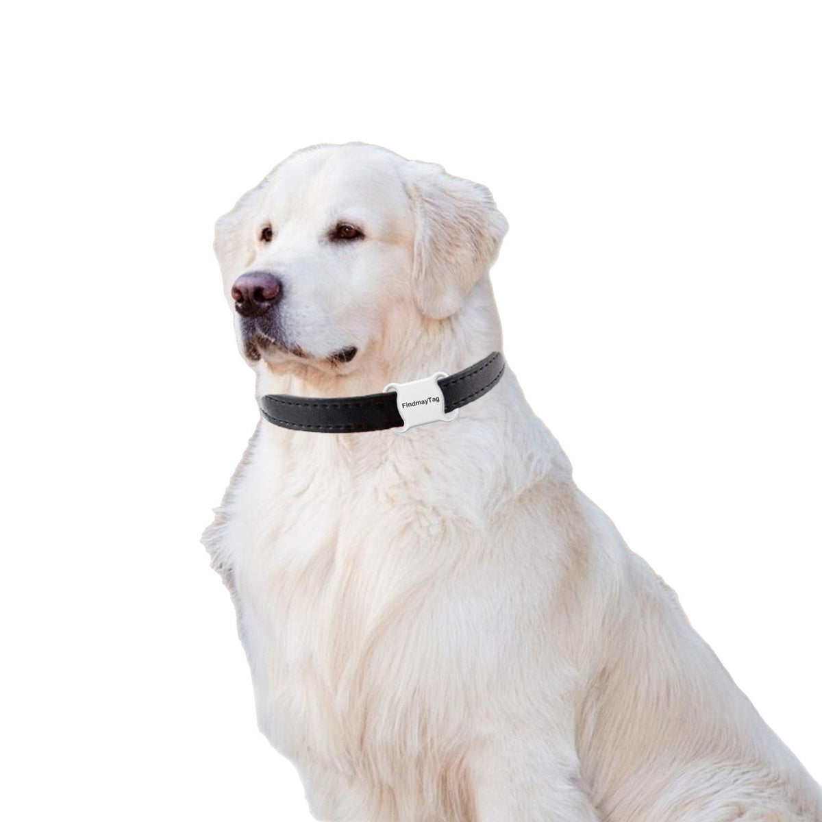 Lightweight pet locator tag for collars in Black with Text, showing size and shape
