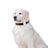 Lightweight pet locator tag for collars in Black with Text, showing size and shape