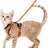 Breathable mesh reflective harness and lead set on a small cat