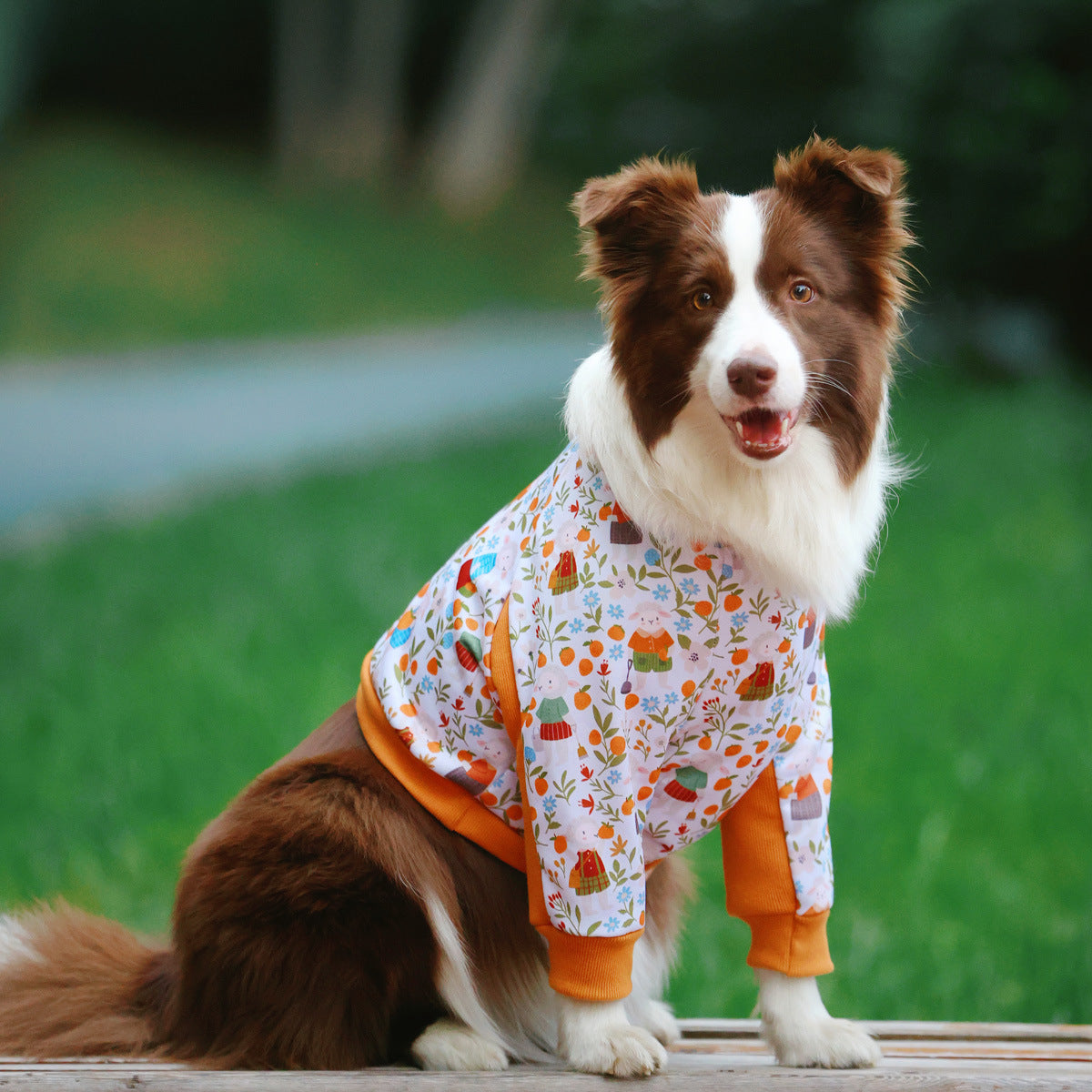 Elbow protection dog pyjamas for large dogs in Norwegian Forest, close-up detail