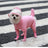 Small dog in a pink full body raincoat with foot covers