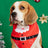Cartoon print pet bandana for dogs and cats in Design 24, top view