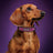 Matte finish dog collar in navy blue with metal buckle