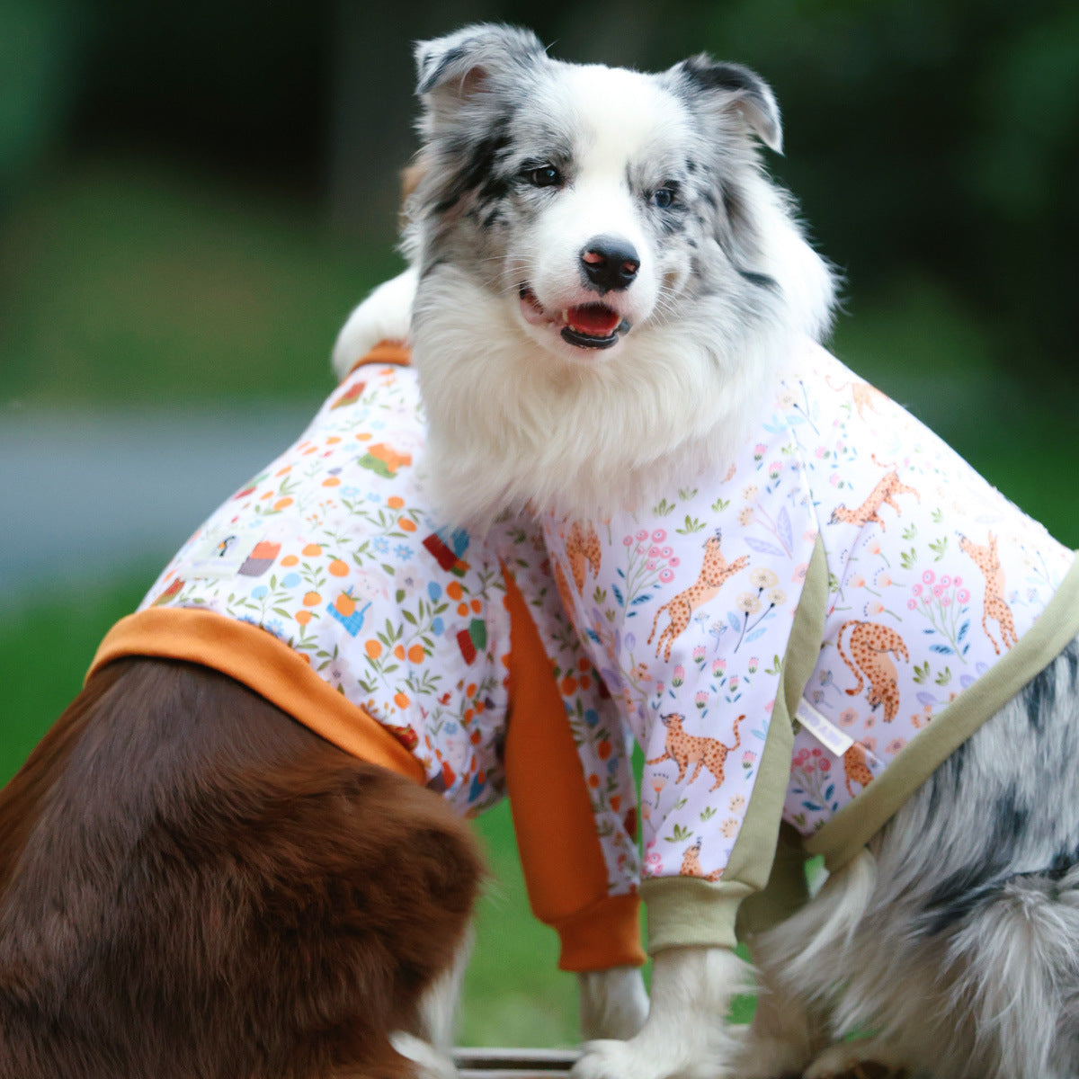 Elbow protection dog pyjamas for large dogs in Lamb Orange Grove, front view