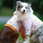 Elbow protection dog pyjamas for large dogs in Lamb Orange Grove, front view