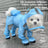 Small dog in a sky blue full cover four leg raincoat
