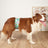 Washable dog diaper pants, available in 19 styles, image 2
