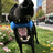 Blue dog toothbrush chew stick toy with grooves, photo 3 of 6
