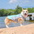 Dog wearing a blue breathable summer cooling vest