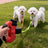 Reflective dual head retractable lead for two dogs, product image 1