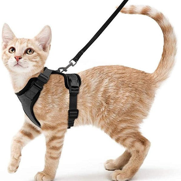 Breathable mesh reflective harness and lead set on a small cat