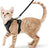 Breathable mesh reflective harness and lead set on a small cat
