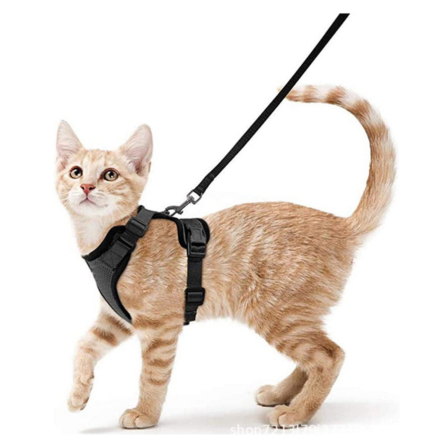 Breathable mesh reflective harness and lead set on a small cat