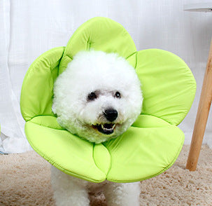 Soft sponge pet recovery collar in rainbow colours on a cat