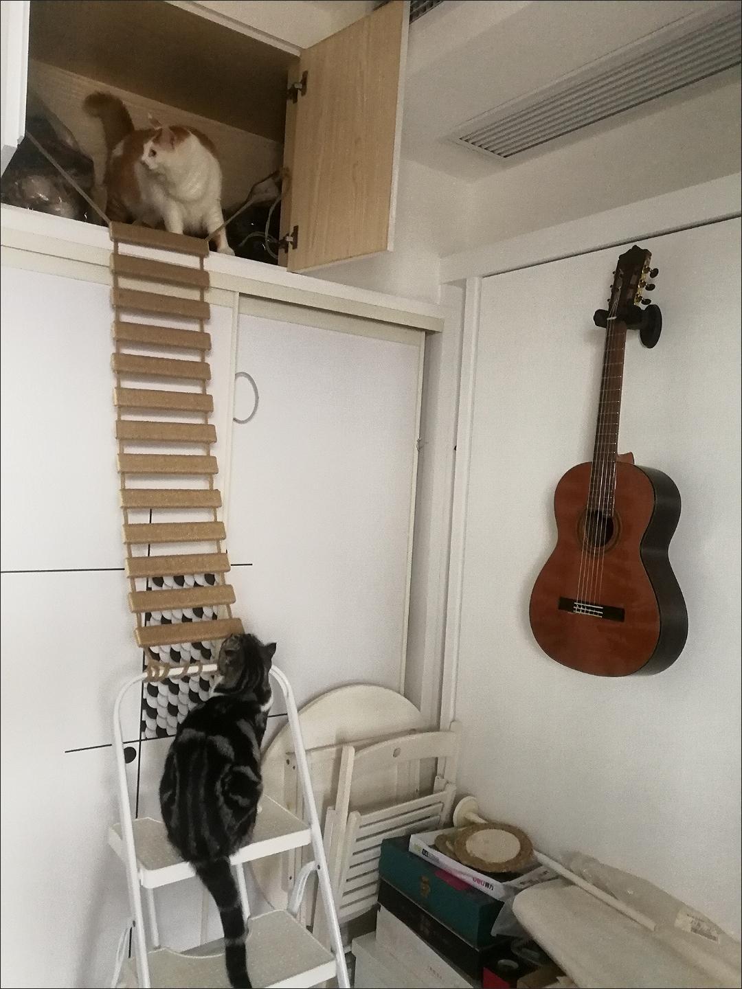 Cat climbing ladder and bridge with sisal steps, alternative angle view