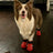 Breathable dog shoes with non slip sole, available in 4 colours, image 4
