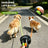 Dual retractable lead for two dogs, ideal for everyday use