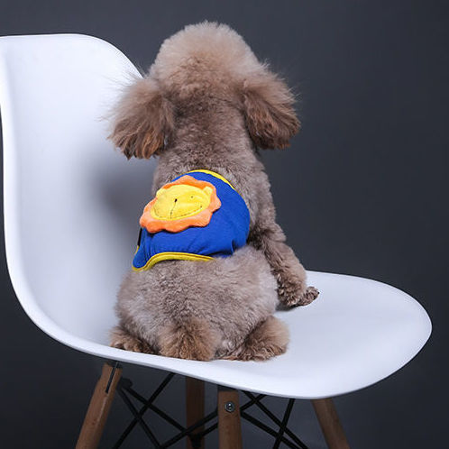 Washable cotton male dog belly band in Little Bear, in a home setting