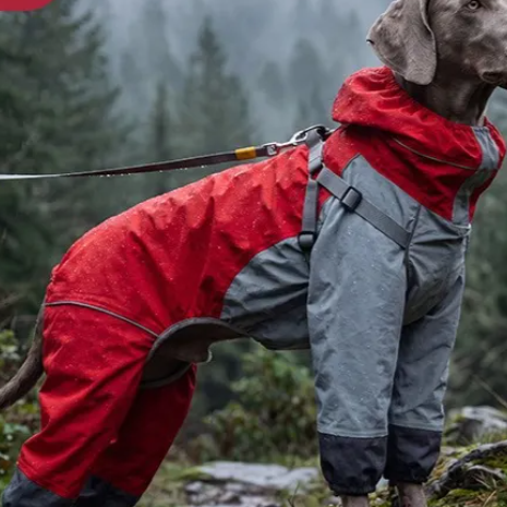 Large dog wearing a blue shark four leg raincoat