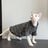 Sphynx cat wearing a warm purple two leg jumper
