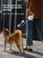 Retractable lead with matching harness for dogs, close-up detail view