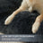 Plush faux fur pet mat with waterproof base, photo 3 of 47