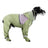 Small dog in a yellow pineapple full body raincoat