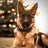Tactical nylon dog collar with handle and reflective trim in black