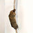 Floor-to-ceiling cat climbing pole with rope, detail photo 4