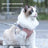 Reflective mesh cat harness with lead in green and grey, product image 1