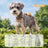 Anti-slip dog shoes with TPE soles and straps, product image 50