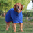 Microfibre quick dry dog bathrobe, available in 4 colours, image 2